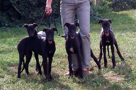 rencontre whippet