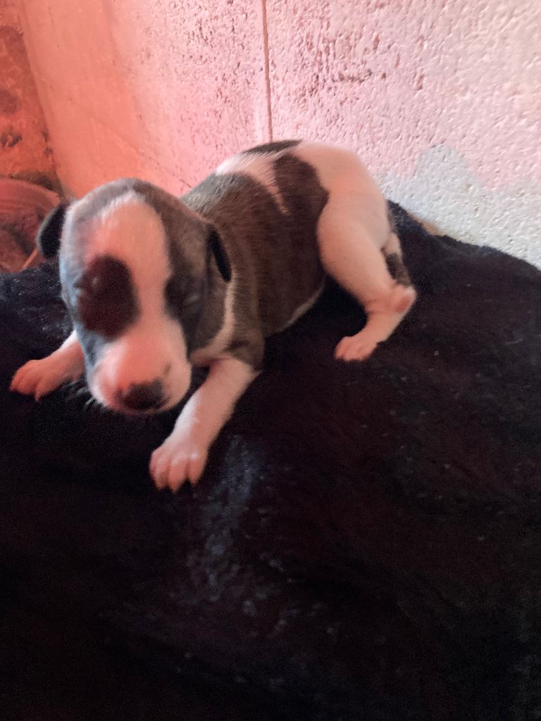 A La Cour du Roi Boulou - Chiot disponible  - Whippet