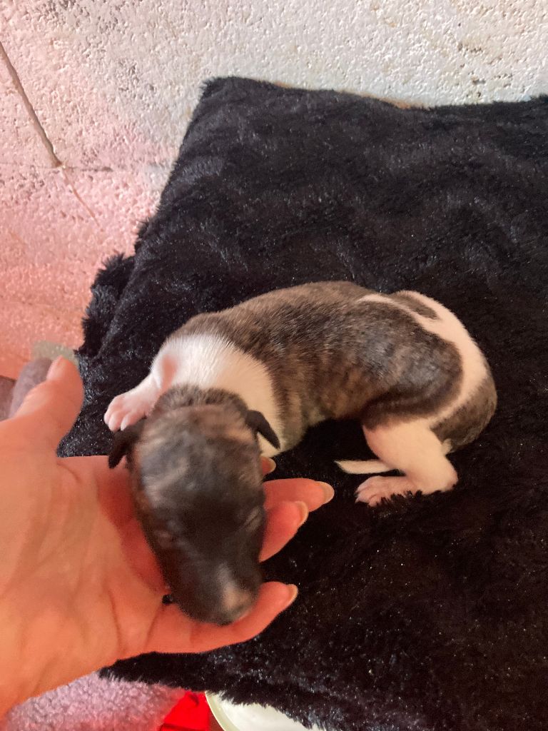 A La Cour du Roi Boulou - Chiot disponible  - Whippet