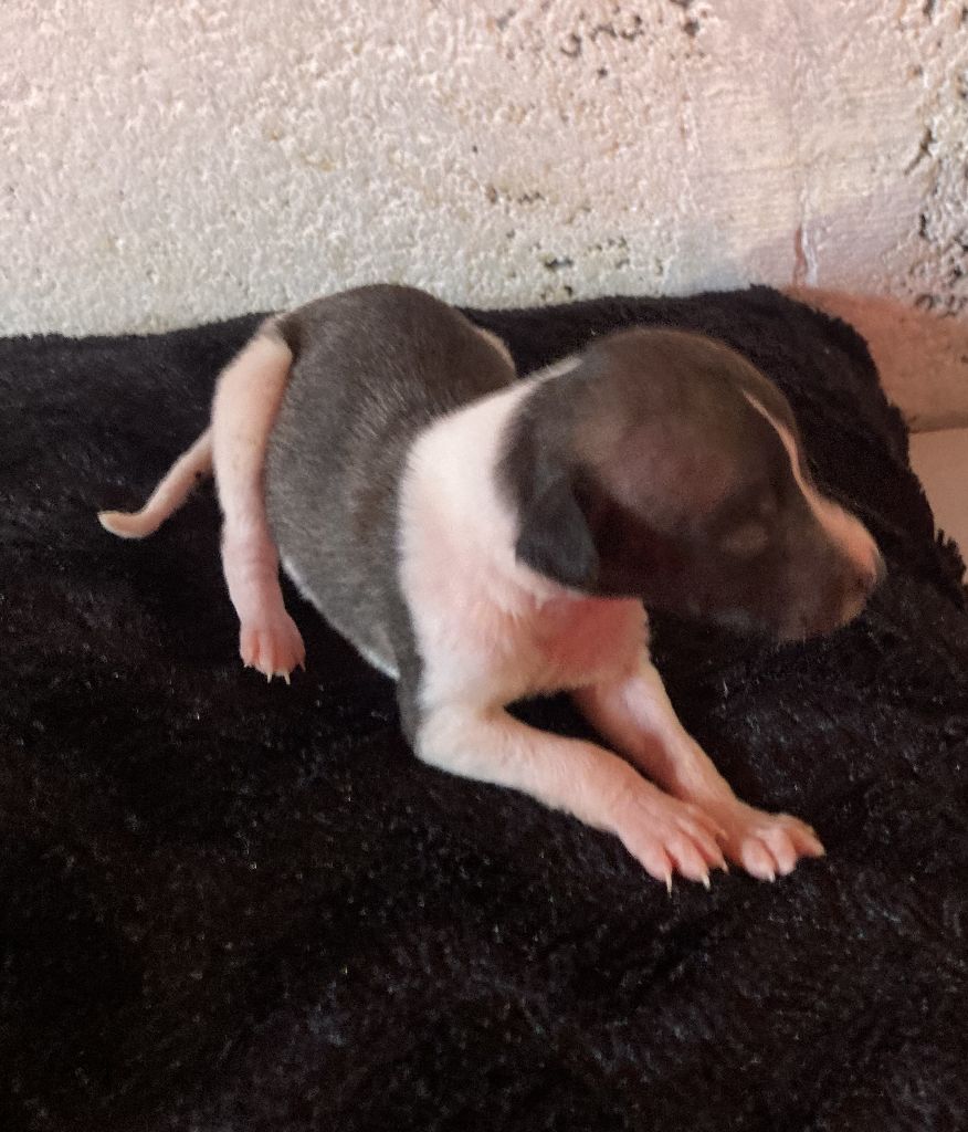 A La Cour du Roi Boulou - Chiot disponible  - Whippet