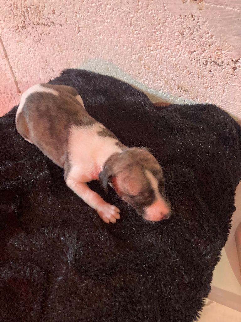 A La Cour du Roi Boulou - Chiot disponible  - Whippet