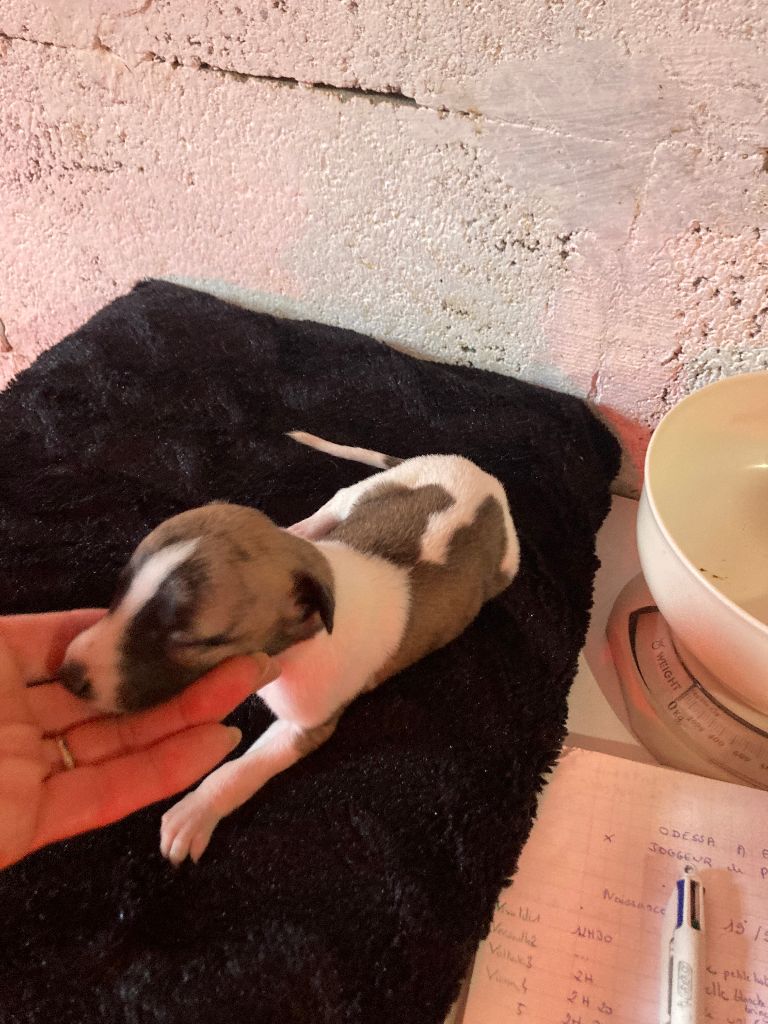 A La Cour du Roi Boulou - Chiot disponible  - Whippet