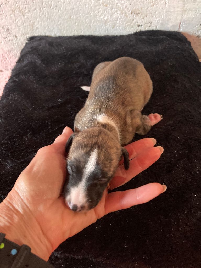 A La Cour du Roi Boulou - Chiot disponible  - Whippet