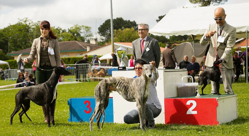 EXPOSITION CANINE CACS HERM 29 mai 2016