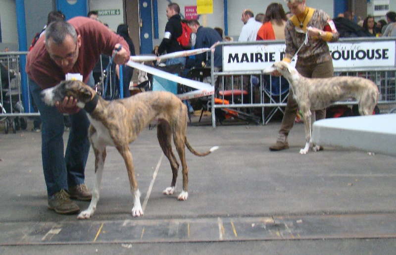 Exposition de Toulouse 2014