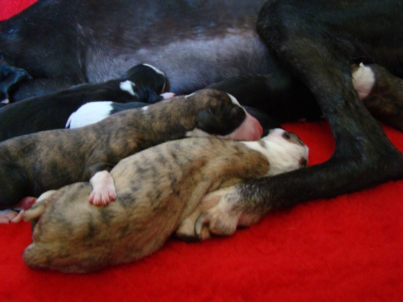 chiots Eolio x Erendira nés le 1.8.2013