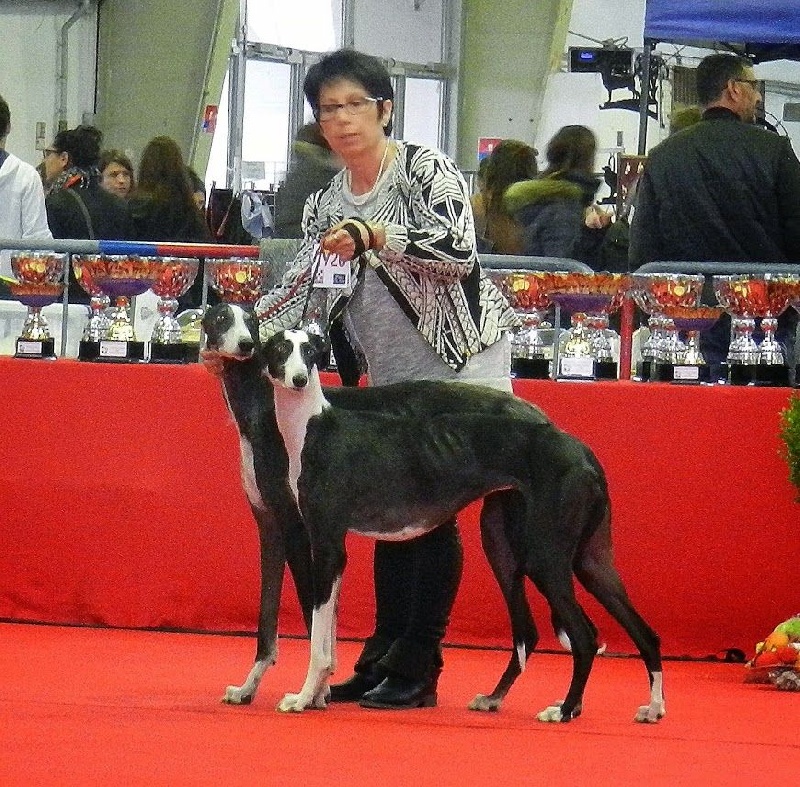 exposition de Tarbes 16 nov 2014
